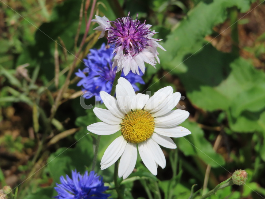 피어나다,꽃,아름다움,식물,공원,귀여운,화려한,자연,comeout,flowers,beauty,plants,parks,pretty,beautiful,natural