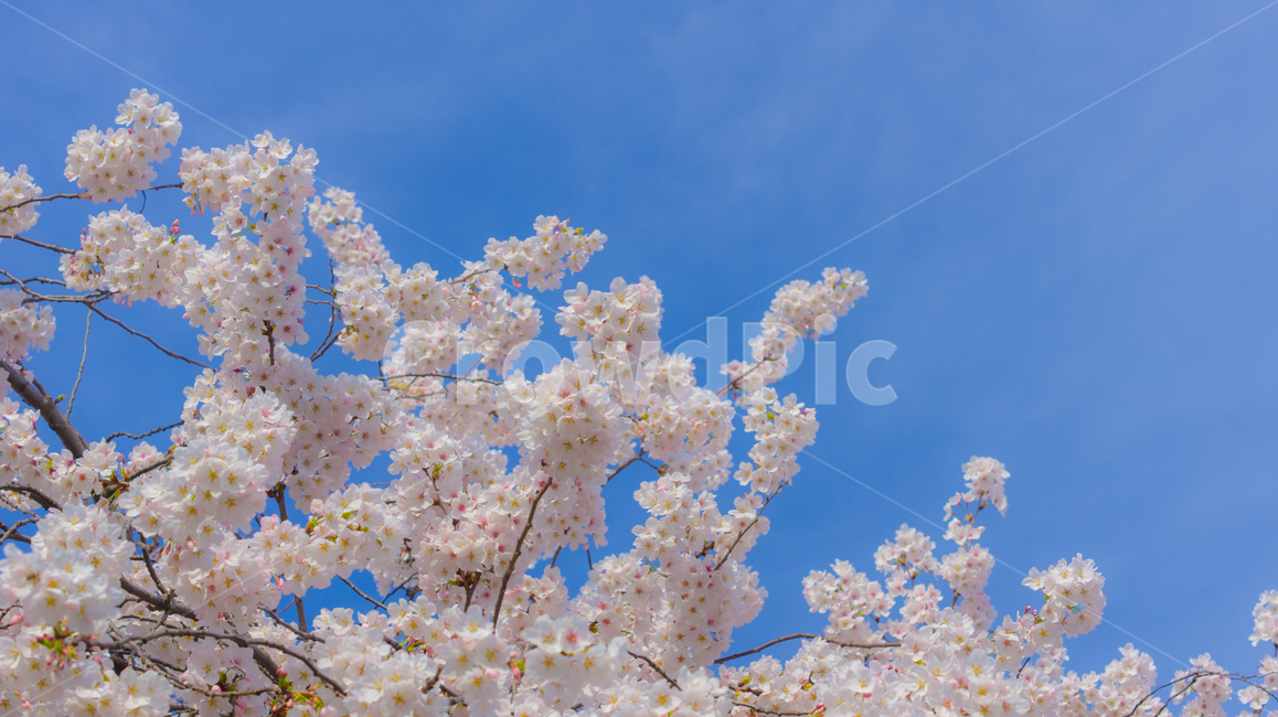 벚꽃,봄,핑크,꽃,풍경,식물,나무,벚꽃나무,꽃놀이,계절,season,wood,plant,nature,자연,landscape,flower,flowers,pink,spring,blossom,sherryblossom,하늘,봄,계절,spring,season,식물,자연,plants,nature,꽃,flower