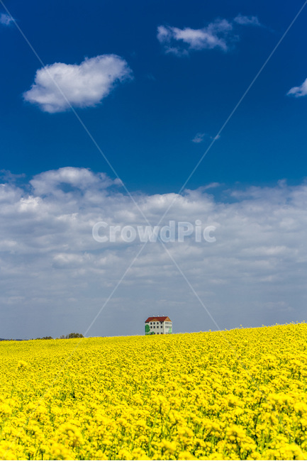 하늘,유채꽃,감성,풍경,봄,구름,자연,목장,힐링,휴식,봄,계절,spring,season,자연,풍경,nature,landscape,outdoors,옥외,grassland,목초지,field,들