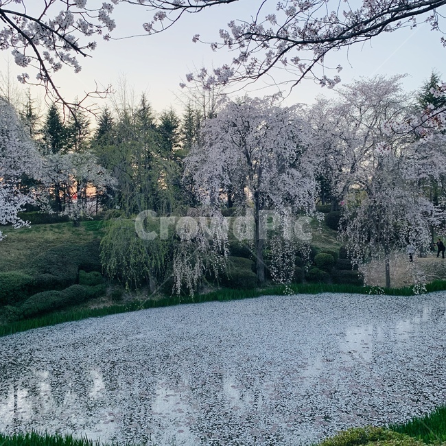 봄,벚꽃,벚꽃나무,연못,꽃잎,식물,벚꽃연못,나들이,spring,봄꽃,flower