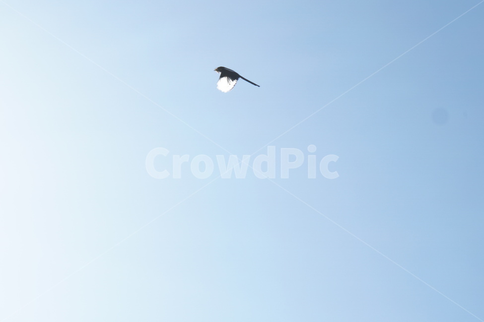 파란하늘,까치,맑음,햇빛,날개,조류,비행,3월,동물,animal,조류,새,birds