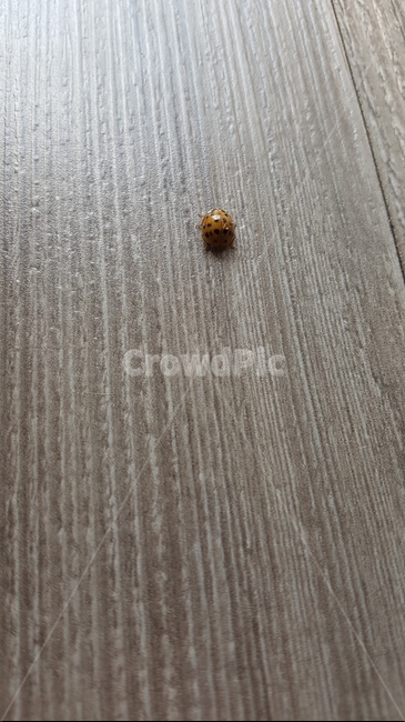 무당벌레,실내,바닥,벌레,주황색,곤충,벌레,insect,bug