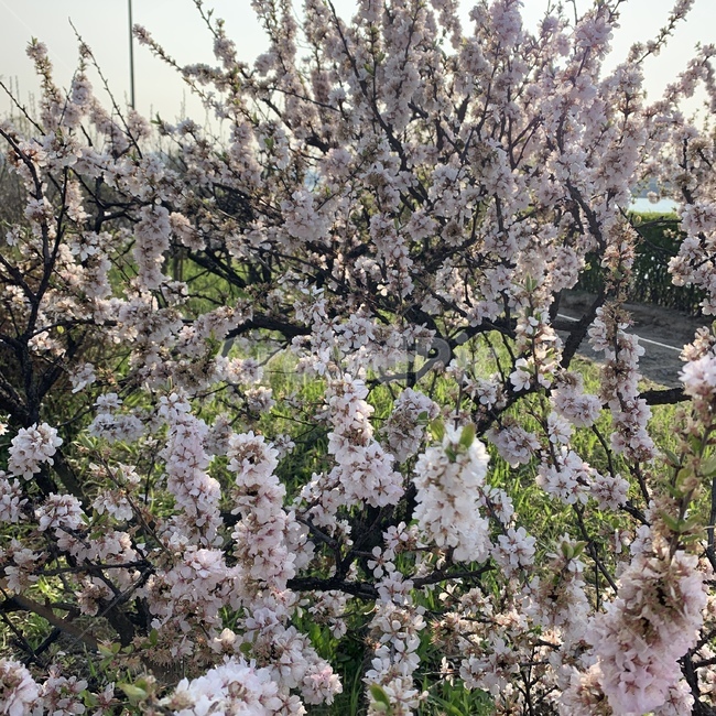 벚꽃,봄,꽃,사계절,나무