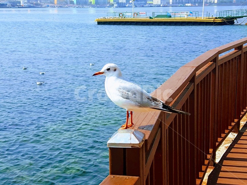 갈매기,새,조류,재갈매기,야생동물,동물,animal,조류,새,birds