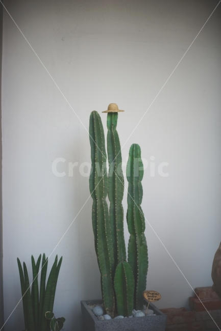 인테리어,소품,선인장,식물,에코,interior,cactus,eco,plant,감성,분위기,emotion,sensitive,props,식물,자연,plants,nature,실내용화초,화분,화초,house plant,인테리어,실내디자인,interior design