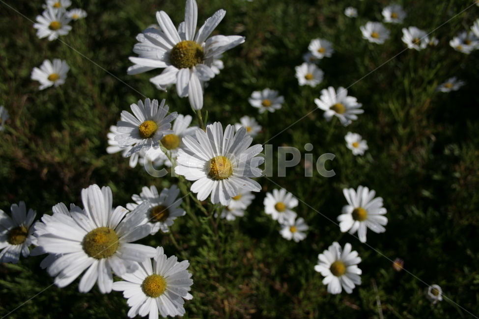 구절초,flower,식물,plant,가을,꽃