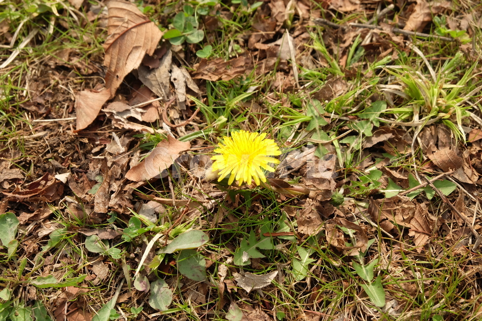 plant,식물,ground,바닥,봄,꽃,봄꽃,민들래,flower,따뜻한,식물,자연,plants,nature,꽃,flower