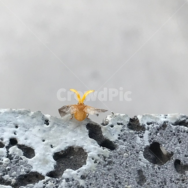 무당벌레,나는무당벌레,노란무당벌레,곤충,ladybug,flyingladybug