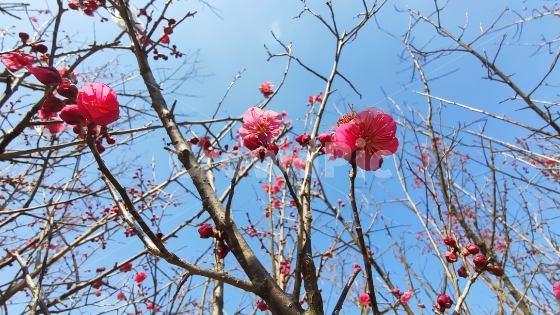 홍매화,매화,매화꽃,붉은매화꽃,홍매,자장매,maehwa,plant,식물,flower,blossom,꽃,식물,자연,plants,nature,꽃,flower