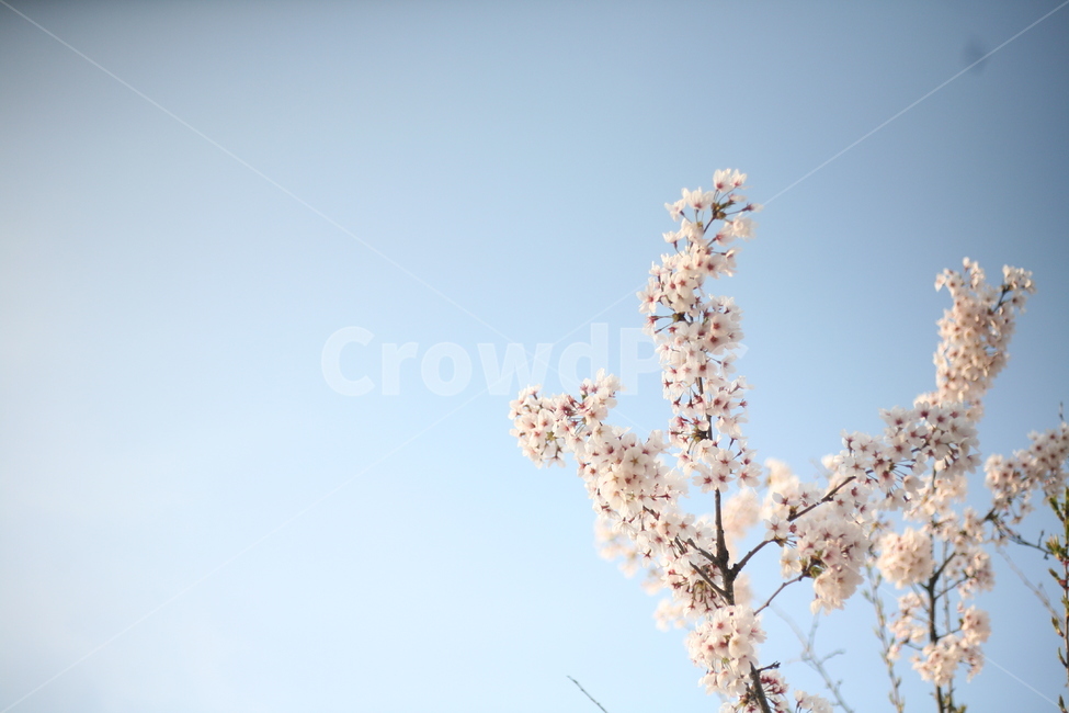 벚꽃,하늘,봄,꽃,plant,식물,감성