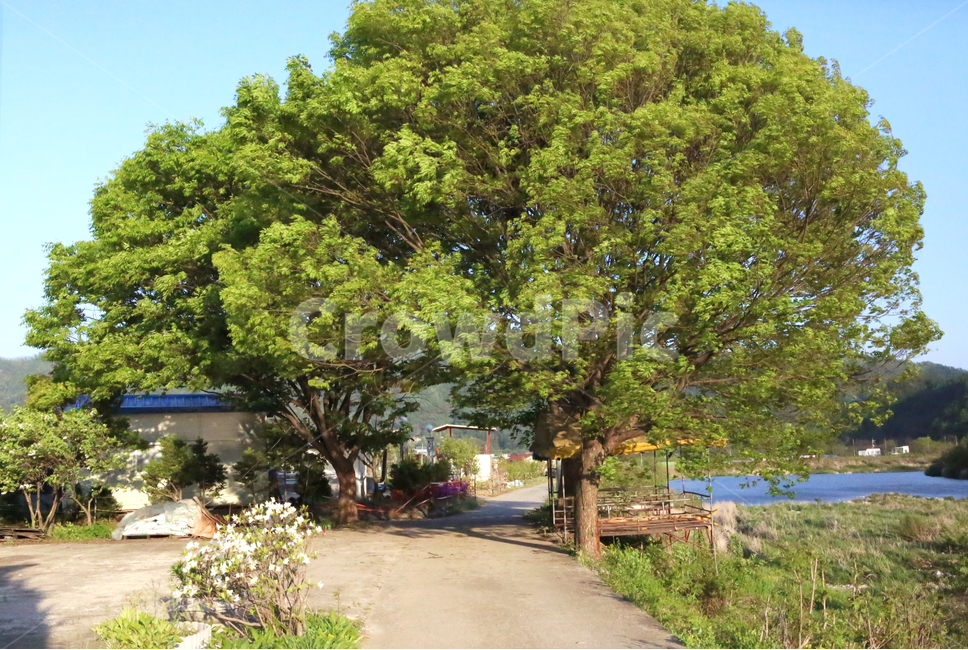 숲,나무,잎,나뭇잎,식물,감성,산,자연,풍경,조용한,햇빛,초록,시골,forest,trees,leaf,emotion,nature,landscape,plants,wood,휴식,힐링,rest,relaxation,healing,자연,풍경,nature,landscape,식물,plants,나무,trees,wood,tree,plant,tree trunk,나무 줄기