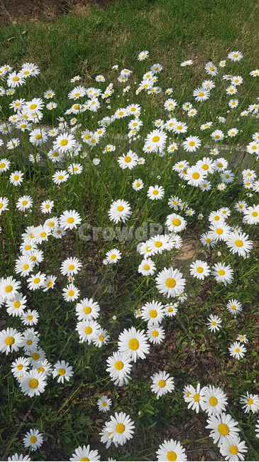 개망초,꽃,데이지,계란꽃,꽃밭,daisy,꽃말,화해,flowers,garden,plants