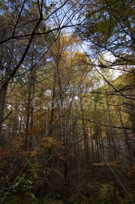 나무,산,숲,단풍,하늘,가을,계절,fall,autumn,season,자연,풍경,nature,landscape,식물,plants,나무,trees,wood,tree,plant,tree trunk,나무 줄기