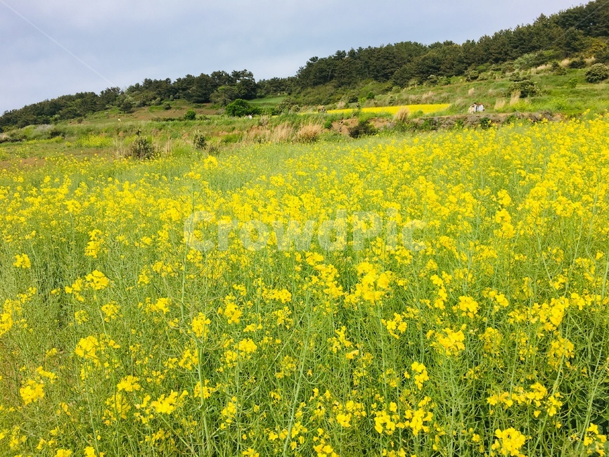 제주도,jeju,유채꽃,유채꽃밭,꽃밭