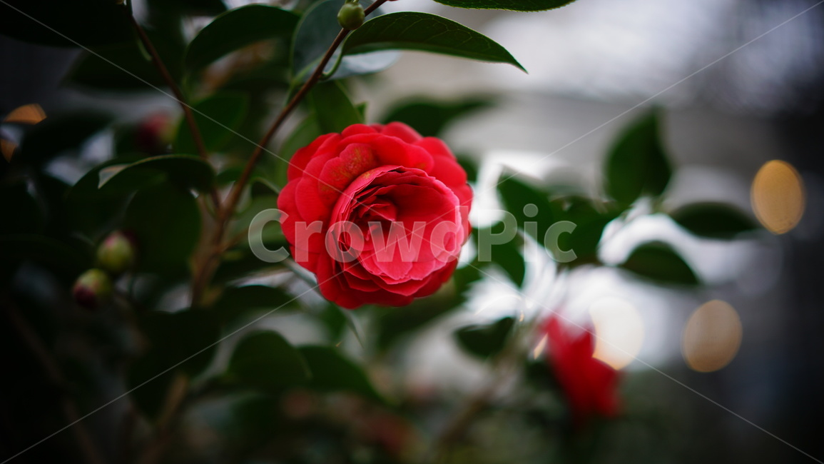 동백꽃,꽃,식물,plant,blossom