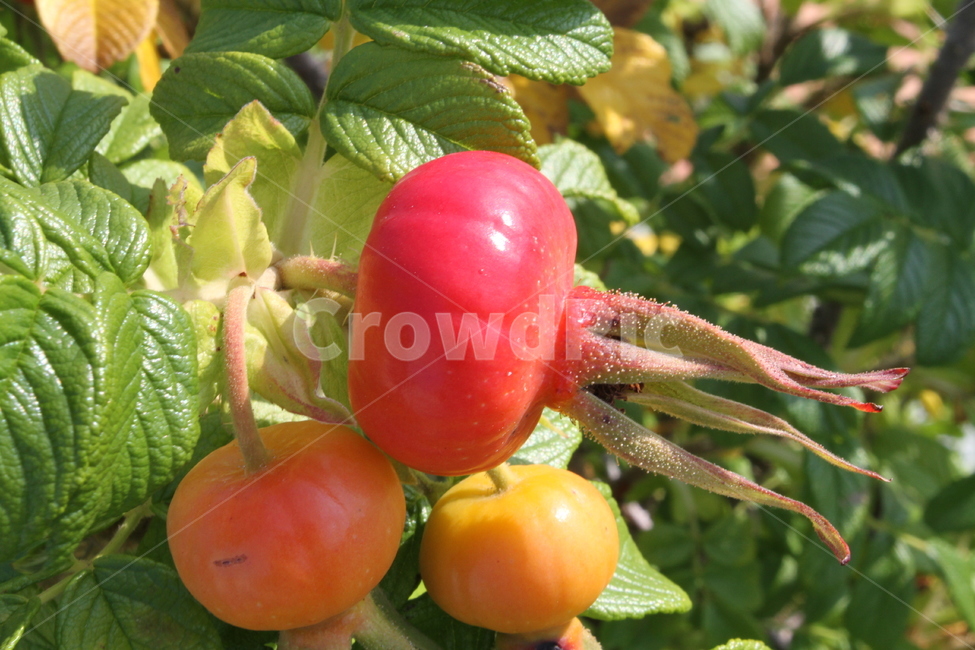 해당화,꽃,식물,정원수,관상수,fruit,Rosarugosa,열매,식물,자연,plants,nature,과일,열매,fruit