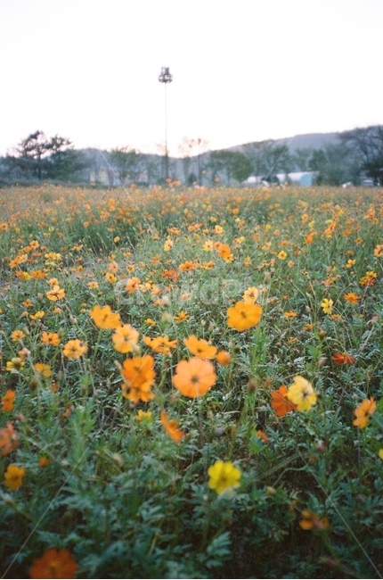 가을,코스모스,공원,하늘,산책,손,꽃,농원,농장,구름,나무,풍경,동네,수원,stroll,sky,fall,autumn,green,blue,필름,아날로그풍경,analog