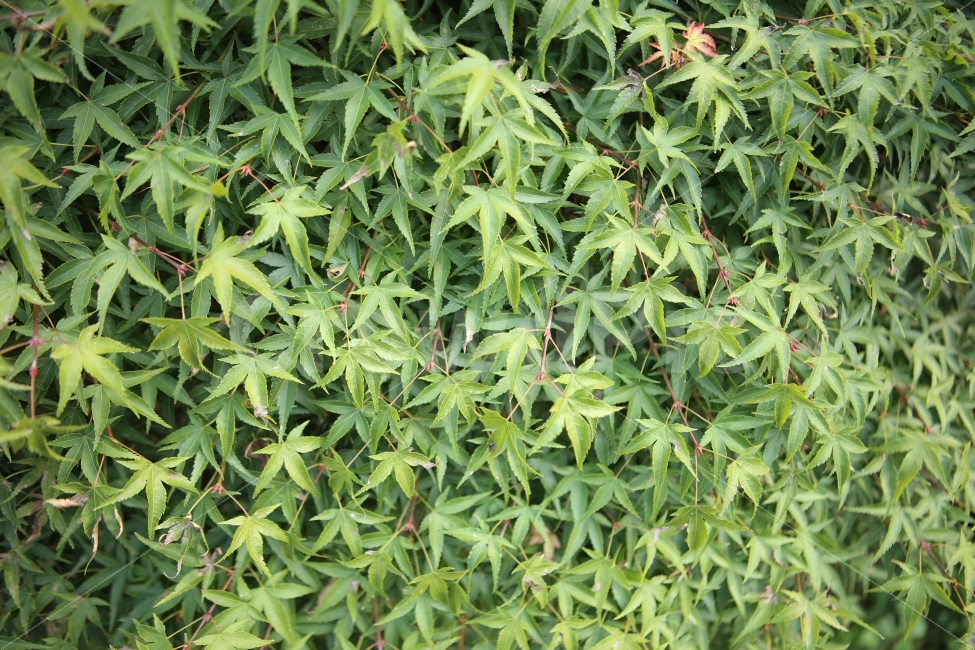 단풍,초록,배경,패턴,가을,자연,식물,자연,plants,nature