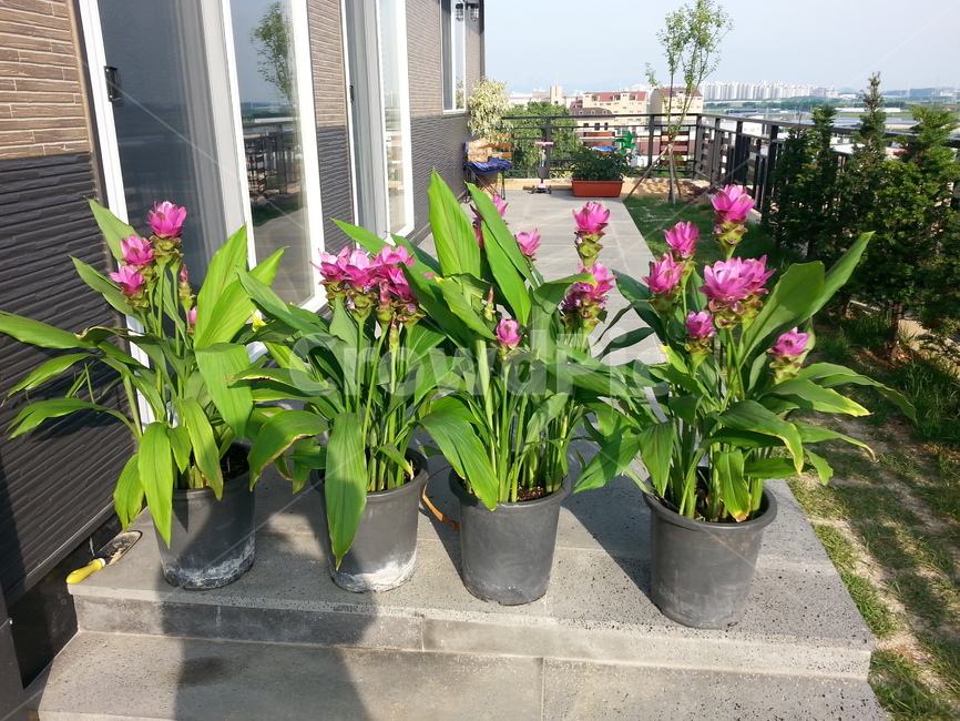 꽃,화분,녹색,붉은꽃,분화,flower,blossom,bloom,apotflowers