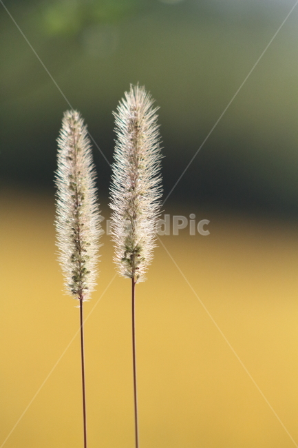 강아지풀,식물,꽃,가을,greenbristlegrass,식물,자연,plants,nature