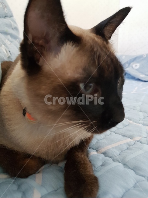 고양이,고양이옆모습,고양이옆,샴,샴고양이,귀여운,이쁜고양이,동물,animal,포유류,mammal,고양이,cat,kitten,kitty