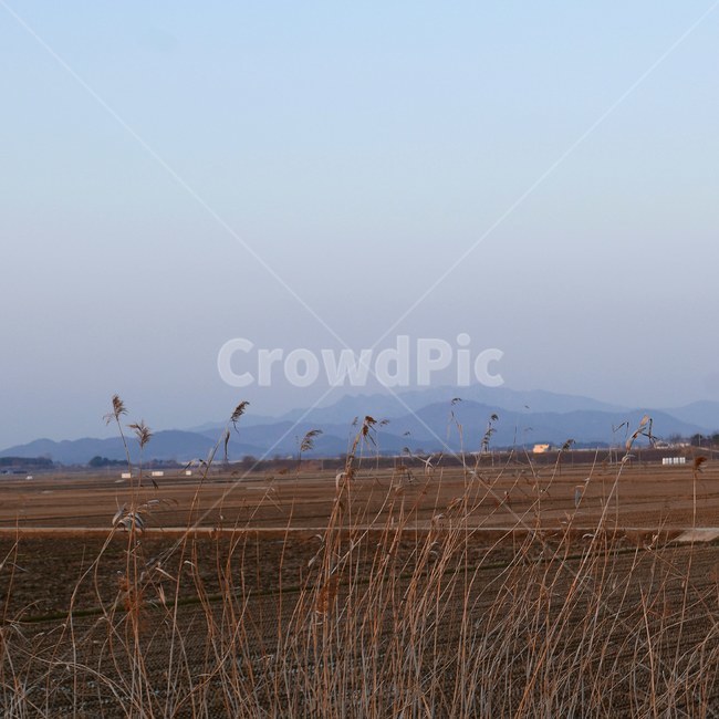 농촌,시골,해질녘,풍경,갈대,자연,풍경,nature,landscape,시골,마을,country,rural,town,grass,잔디,plant,식물,lawn