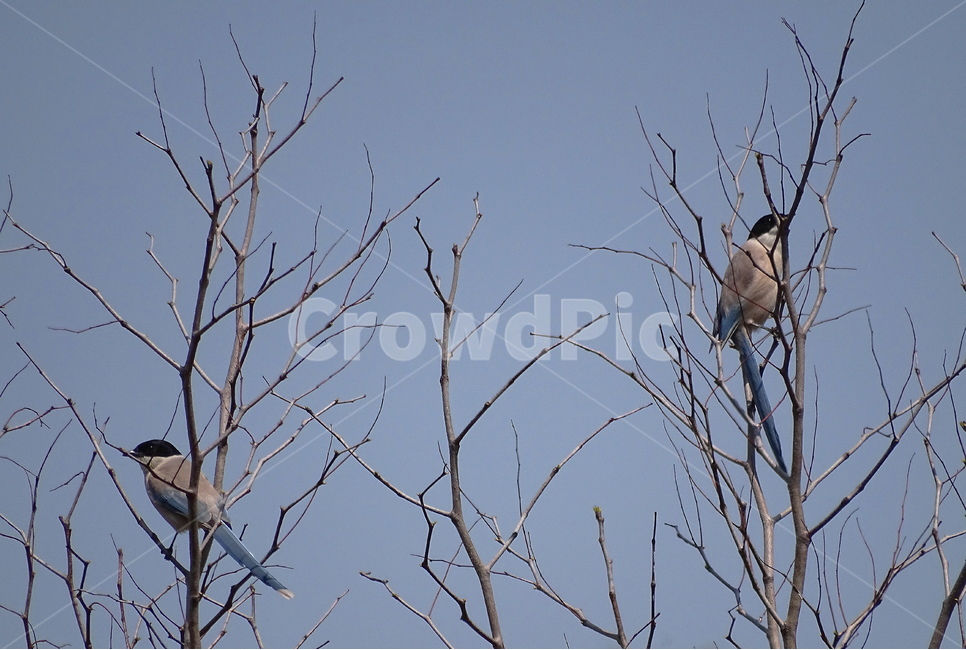 물까치,나무,2마리,새,나란히,맑음,푸른,하늘,동물,동물,animal,조류,새,birds