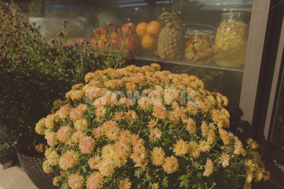 꽃,가을,감성,따뜻함,노란색,노랑,가을꽃,색감,풍경,길거리,flower,yellow,식물,자연,plants,nature,꽃,flower