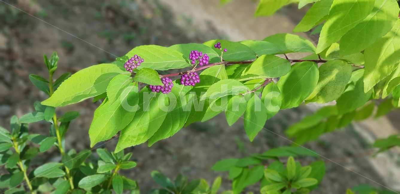 잎사귀,잎,초록잎,땅,흙,화단,정원수,자연,열매,씨앗,계절,pottedplant,식물,plant,pottery,vase
