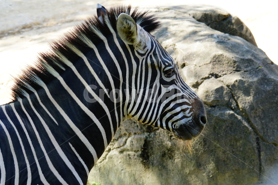 얼룩말,동물,포유류,animal,zebra,동물원,동물,animal,포유류,mammal