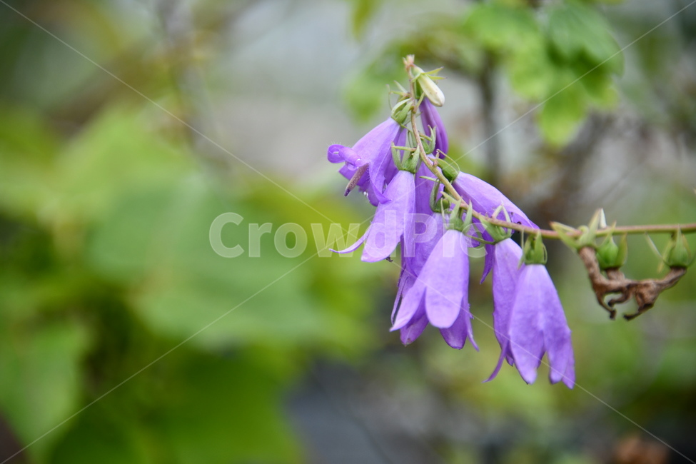 꽃,자연,식물,야생화,nature,flower,감성,feeling,배경,백그라운드