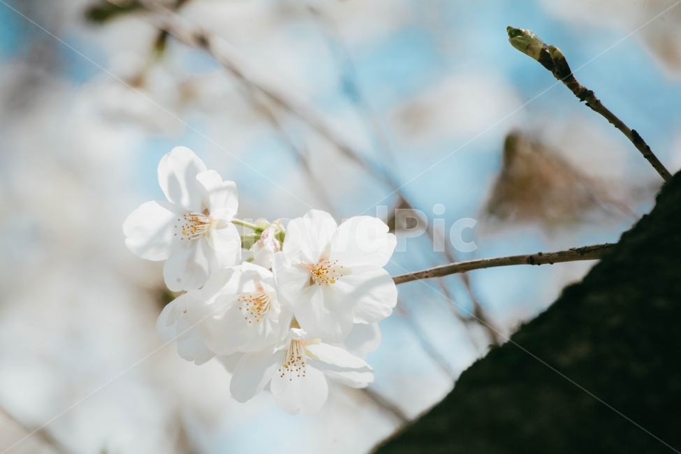 사진,컨셉,봄,벚꽃,벚꽃세상,벚꽃놀이,꽃,풍경,자연,경치,계절,따뜻한,설렘,핑크,사랑,감성사진,배경화면,화사한,거리,길,공원,봄,계절,spring,season,식물,자연,plants,nature,꽃,flower,감성,sensible,feeling,plant