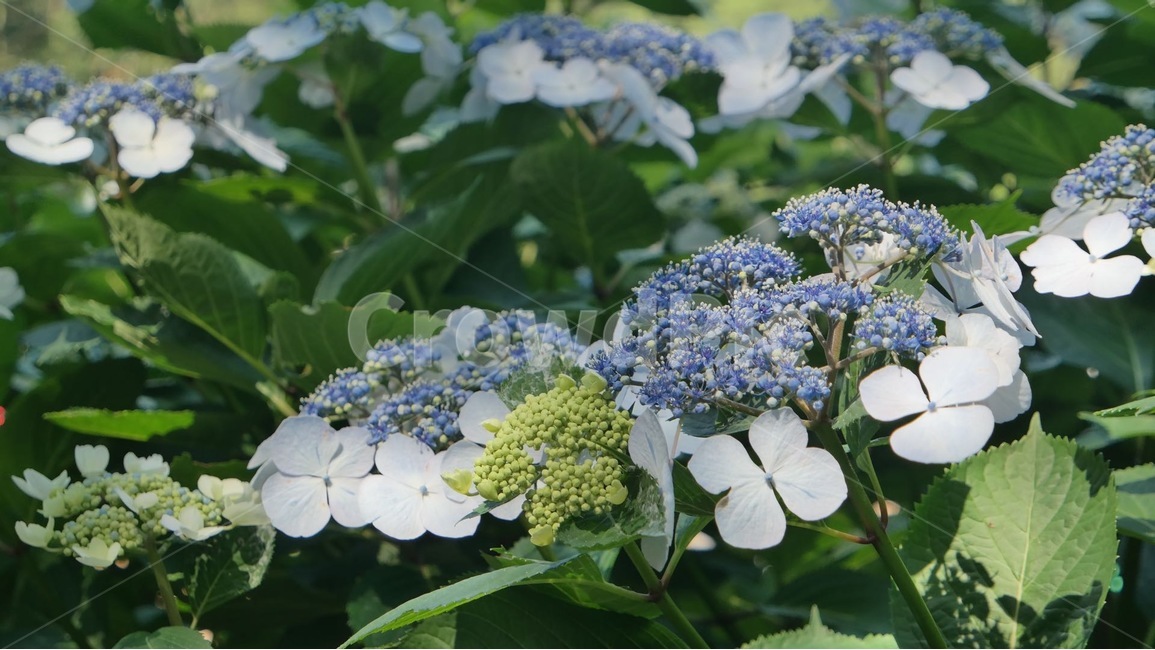 수국,여름,꽃축제,맑음,여름꽃,식물,아름다운,정원,화단,flowers,summer,garden,plants,nature,자연,초록,green,colorful,풍경,landscape,skyblue,hydrangea,식물,자연,plants,nature,꽃,flower