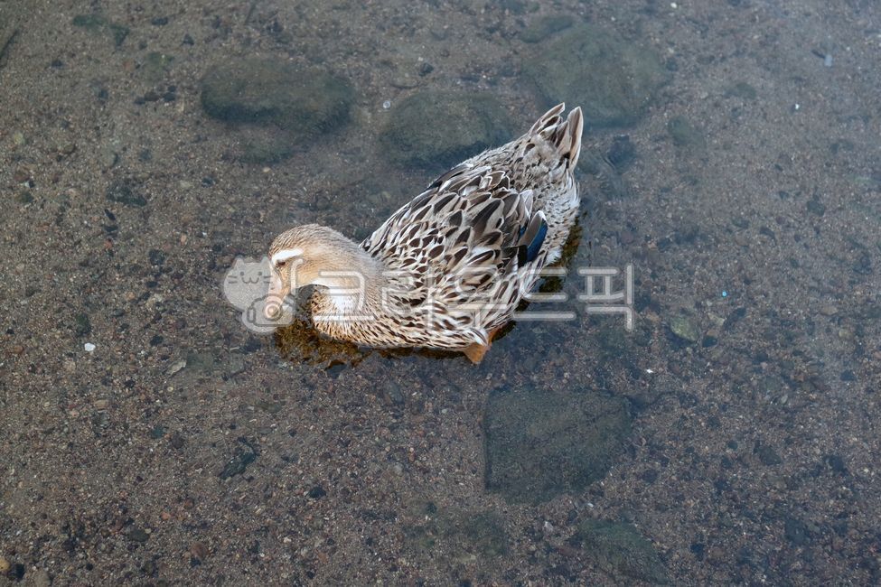 Birds,pair,wild birds,seoul,duck,bird,wildbird,Bulgwangcheon,River,animal,river