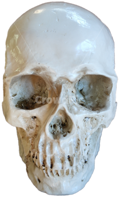 해골,해골모형,할로윈,머리,skull,halloween,공포,호러,무서운,horror,누끼,공포,호러,무서운,무서움,horror,terror,fear,누끼,remove background