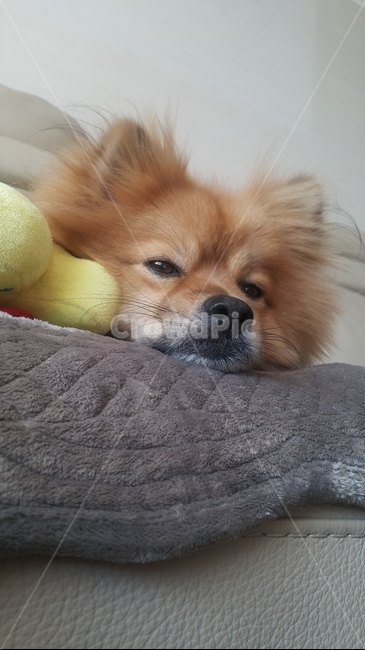 개,애완동물,dog,동물,강아지