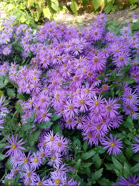 꽃,flower,plant,blossom,식물,아스타,aster,보라색꽃,식물,자연,plants,nature,꽃,flower