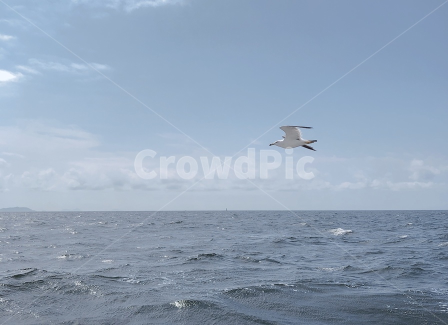 bird,새,flying,sea,푸른바다,푸른하늘,시원함,상쾌함,여름,summer,동물,animal,조류,새,birds