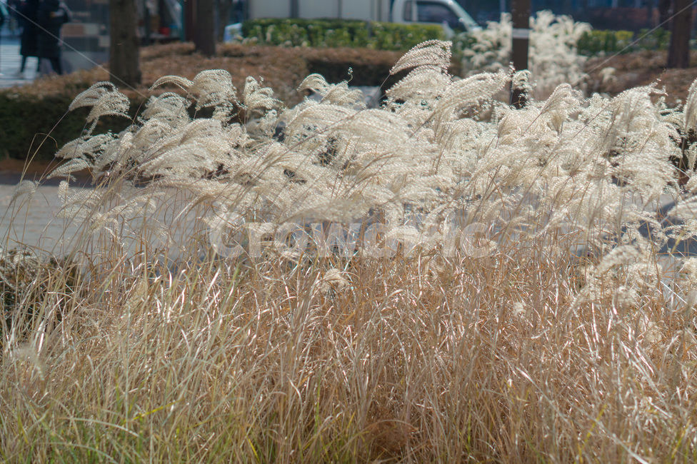 식물,갈대,잔디,lawn,갈대밭,식물,자연,plants,nature