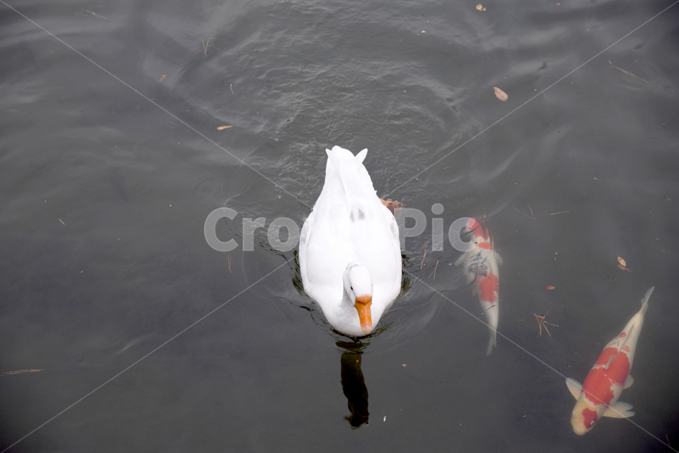 거위,잉어,민물고기,오릿과,조류,연못,새,호수,물,헤엄치는,lake,goose,동물,animal,조류,새,birds