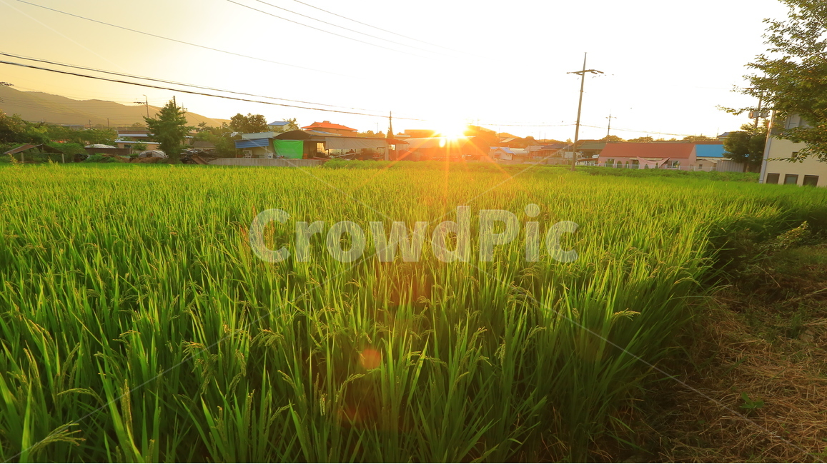 해질녁,벼,시골,일몰,풍경,시골,마을,풍경,landscape,country,rural,town,산업,industry,industrial,농업,농사,agriculture,farming,farming industry