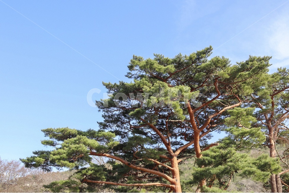 나무,tree,소나무,pine,pinetree,풍경,landscape,하늘,sky,green,blue,식물,자연,plants,nature,나무,trees,wood
