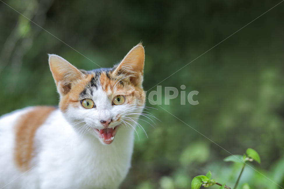 forest,part,kitten,stray cat,grass,cat,teeth,Korean shorthair,female,park,green,nature,yawn,eye,mouth,meow,Korean cat,Animal,background,koreanshorthair,shorthair,cat schooling,animal,calico