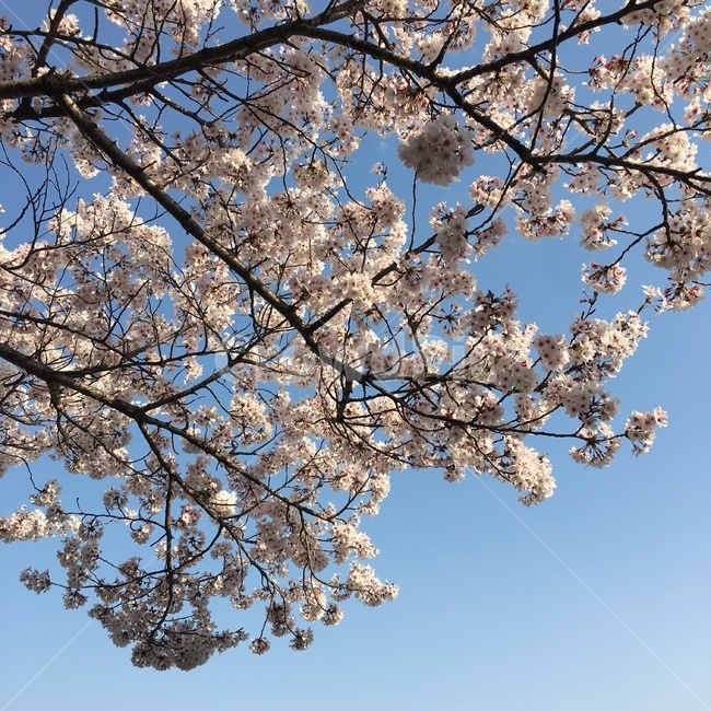 벚꽃,봄,봄감성,벚꽃감성,벚꽃팝콘,감성사진,봄,계절,spring,season,식물,자연,plants,nature,꽃,flower,plant,lamp,램프,chandelier,샹들리에,blossom