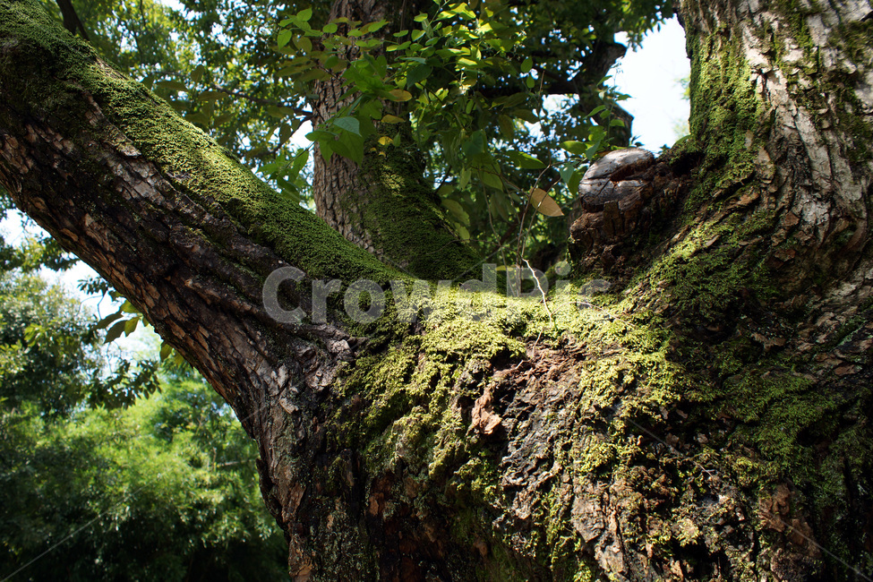 나무,이끼,껍질,하늘,공원,식물,나무줄기,trees,moss,bark,sky,park,plant,treetrunk