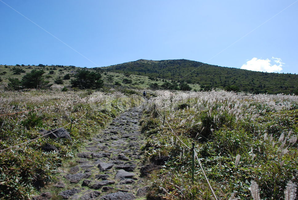 산,한라산,자연,숲,mthanla,woods