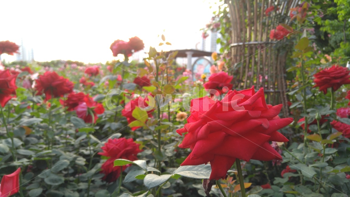 장미,붉은장미,꽃,붉은색,녹색,장미축제,식물,배경,감성,계절,사랑,rose,redroses,flower,red,green,rosefestival,flants,background,emotional,season,love