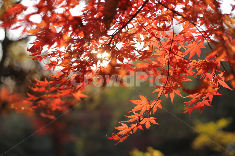 가을,단풍,단풍잎,낙엽,풍경,가을,계절,fall,autumn,season,leaf,잎,plant,식물,tree,나무,maple