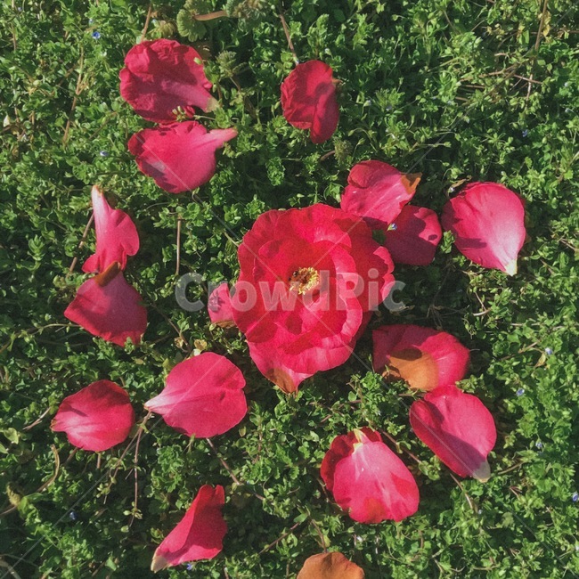동백,동백꽃,잔디,꽃,봄,낙화,꽃,flower