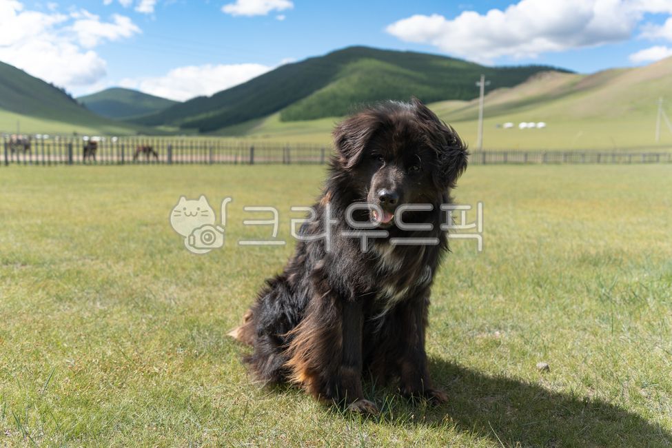 강아지,개,몽골,초원,들판,큰개,양치기,대형견,dog,bigdog,mongolia,동물,반려견